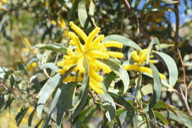 Acacia cheelii photo 7