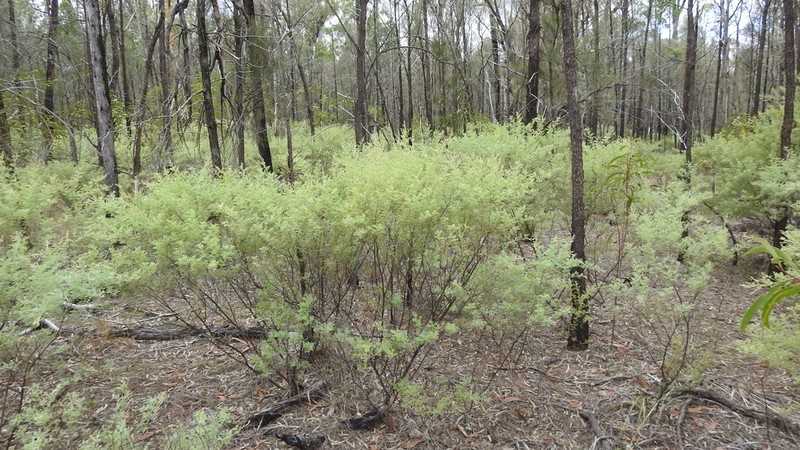 Chinchilla Wattle photo 3