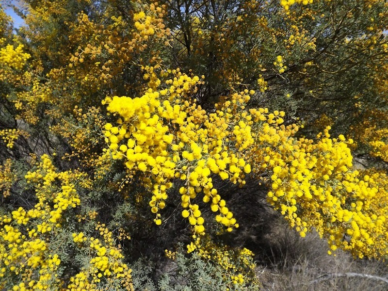 Chinchilla Wattle photo 4