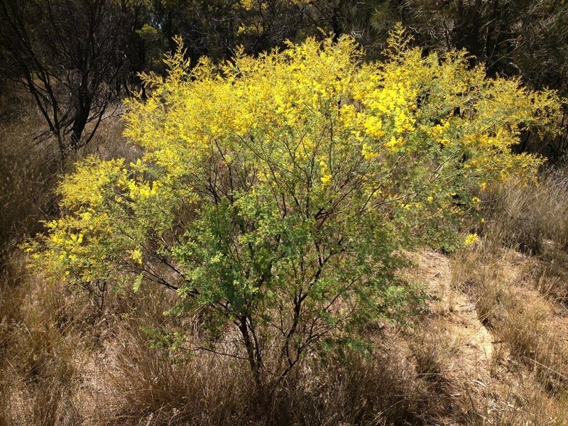 Chinchilla Wattle photo 5