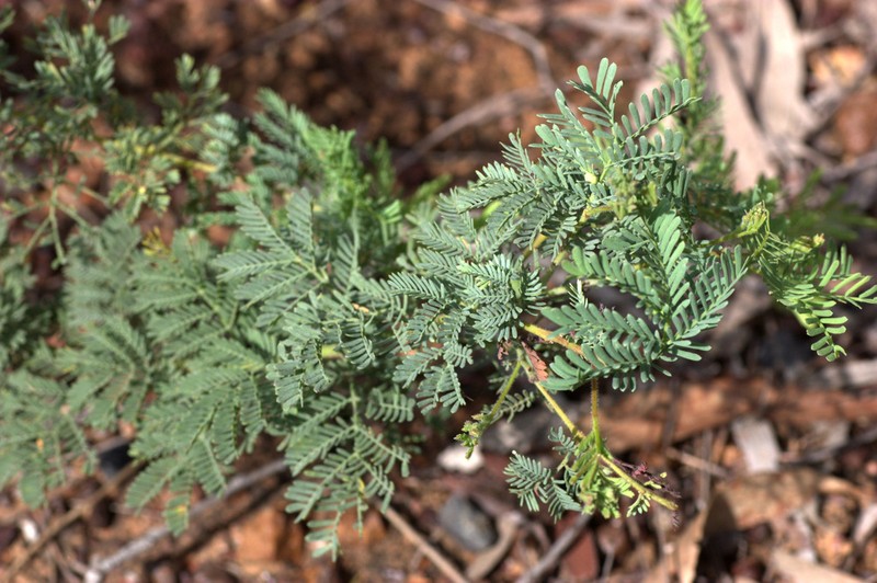 Chinchilla Wattle photo 6