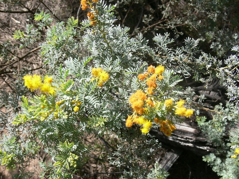 Chinchilla Wattle photo 7