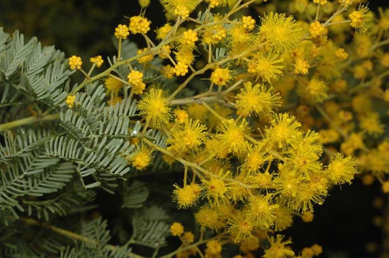 Chinchilla Wattle photo 2