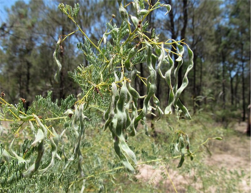Chinchilla Wattle