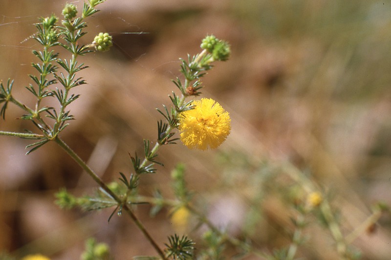 Acacia chippendalei