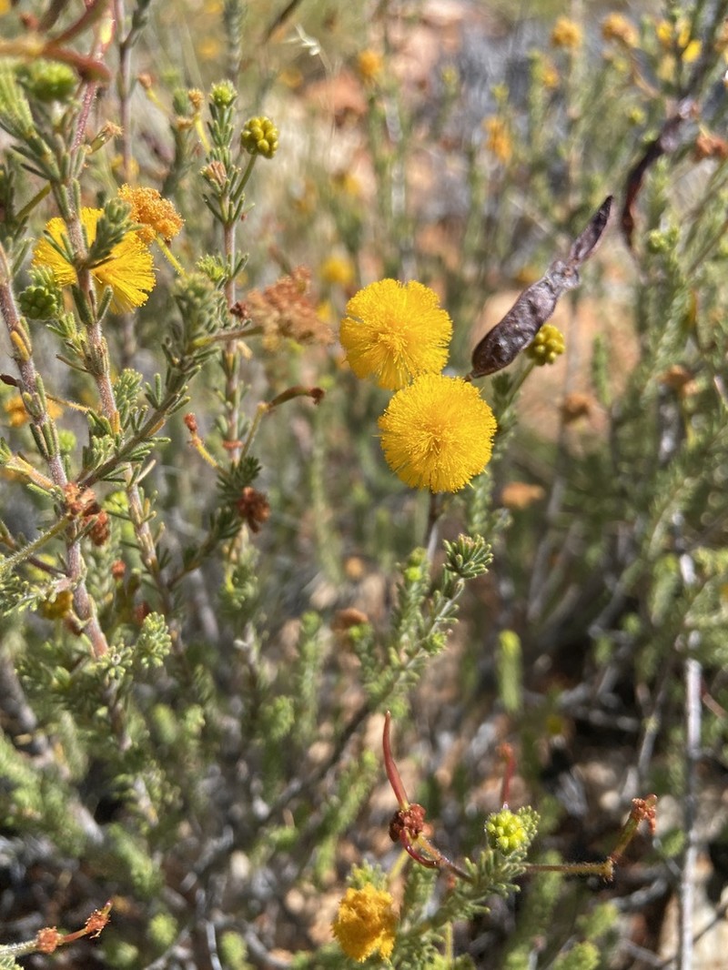 Acacia chippendalei photo 2