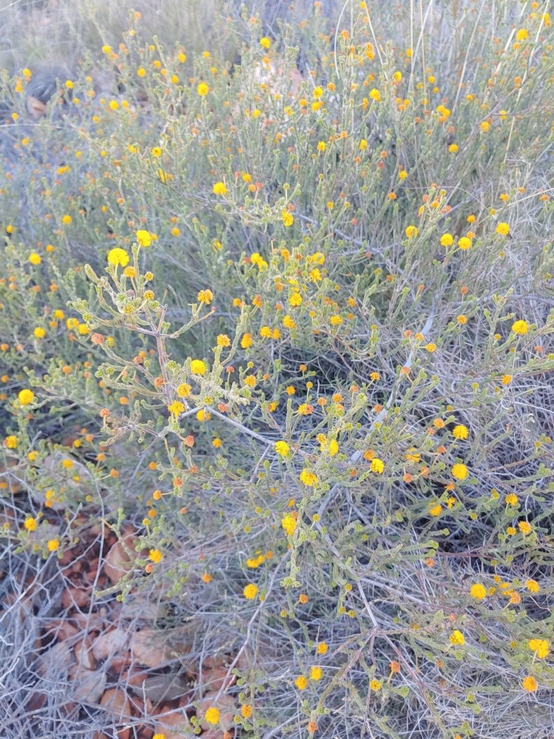 Acacia chippendalei photo 3
