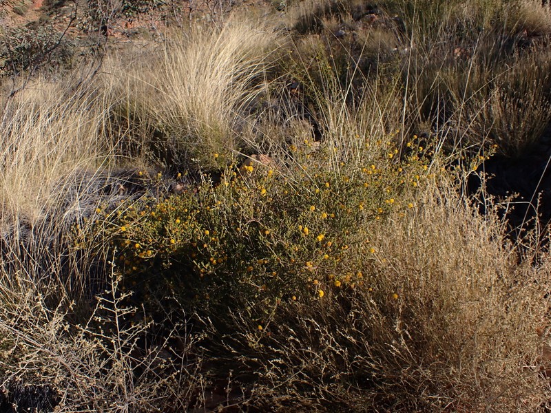 Acacia chippendalei photo 4