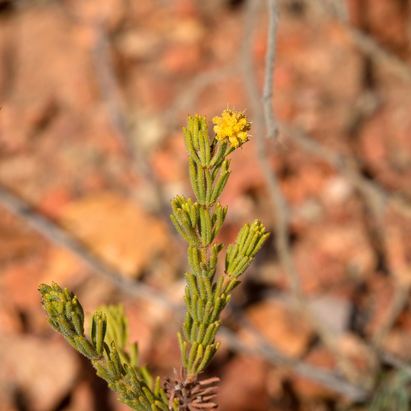Acacia chippendalei photo 5