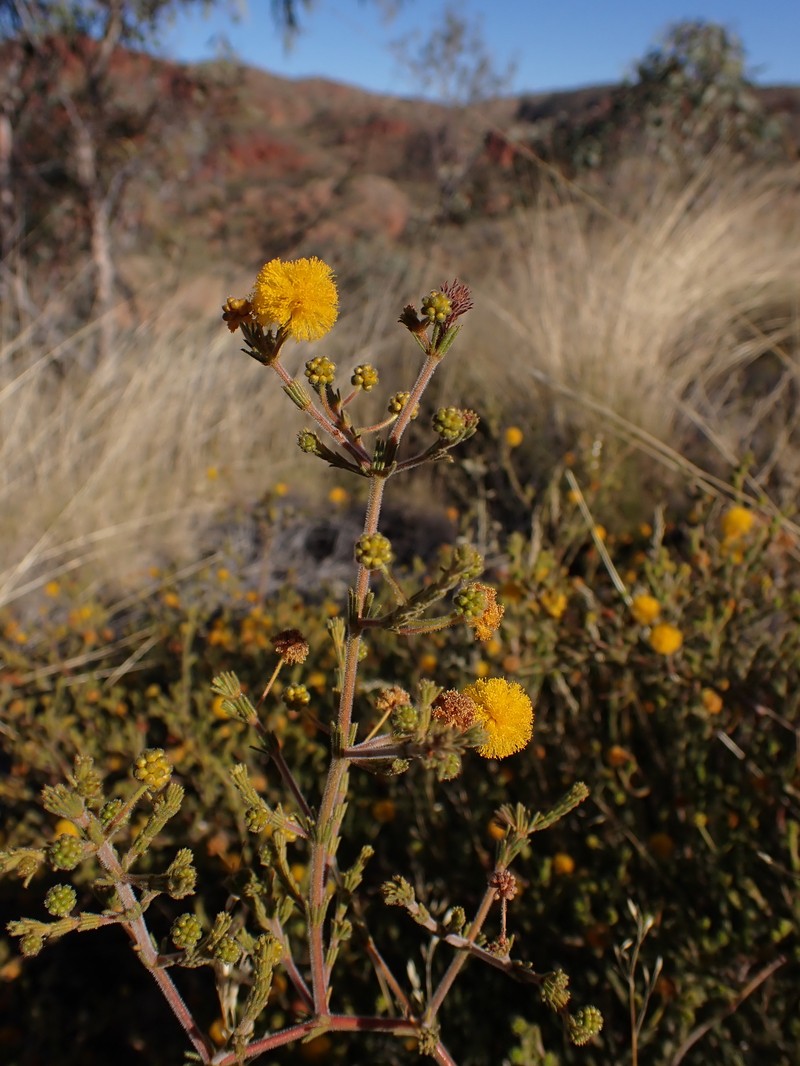 Acacia chippendalei photo 8