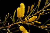 Acacia chisholmii