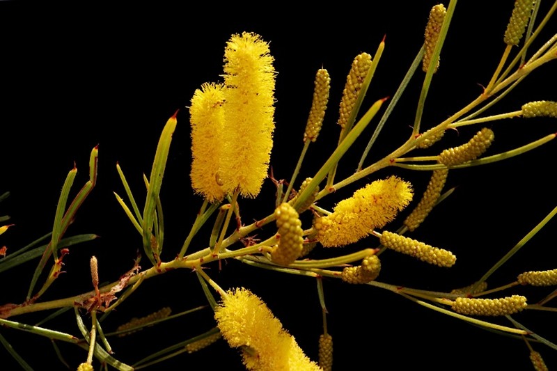 Acacia chisholmii