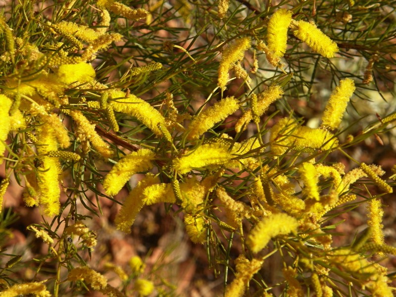Acacia chisholmii photo 2