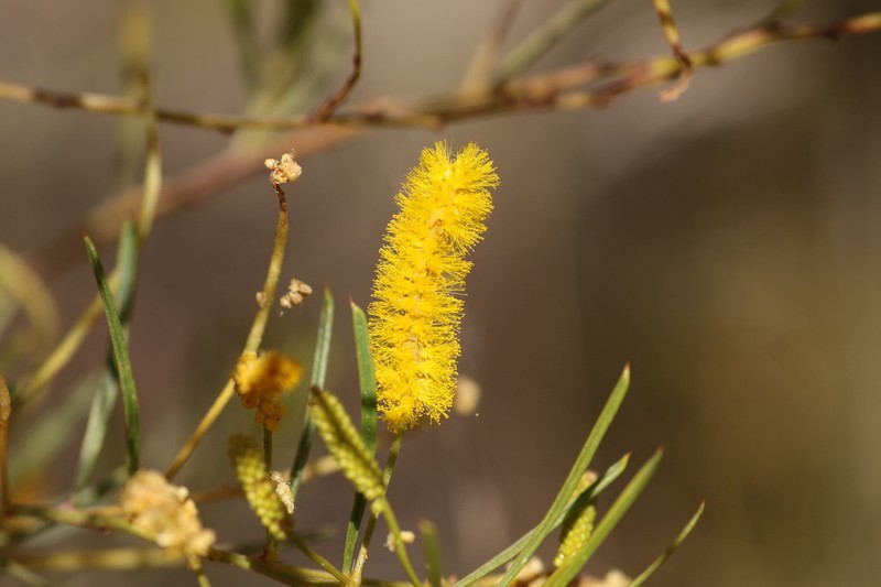 Acacia chisholmii photo 3