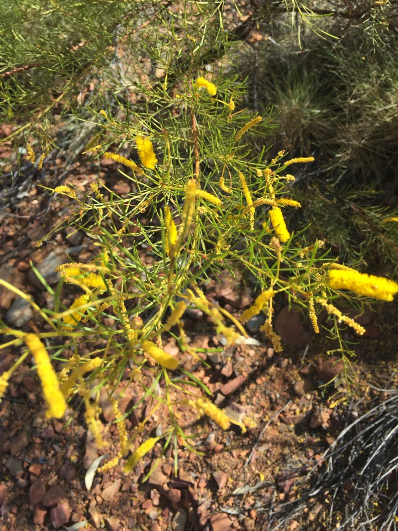 Acacia chisholmii photo 4