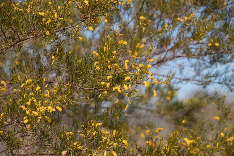 Acacia chisholmii photo 5