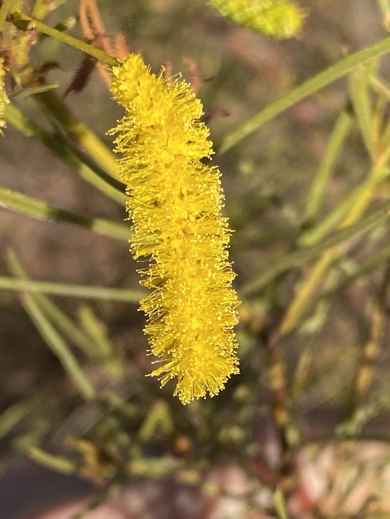 Acacia chisholmii photo 6