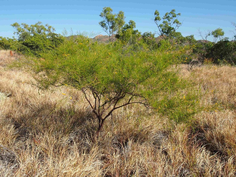 Acacia chisholmii photo 8