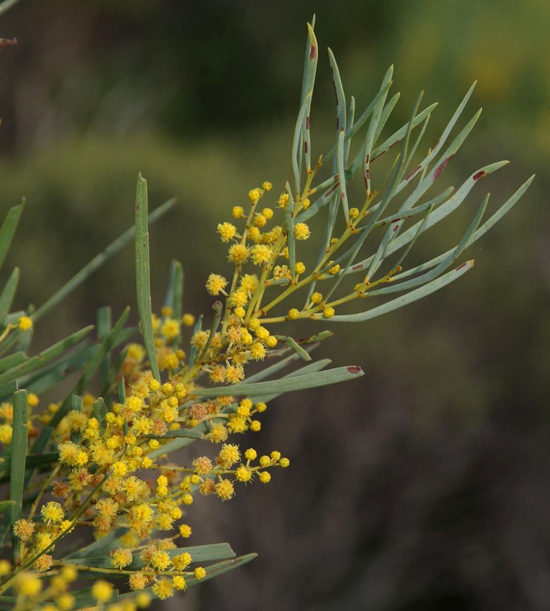 Acacia chrysella