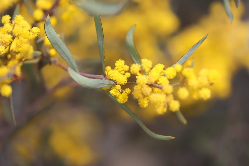 Acacia chrysella photo 2
