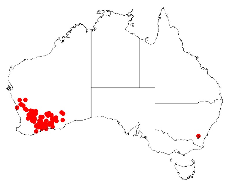 Acacia chrysella