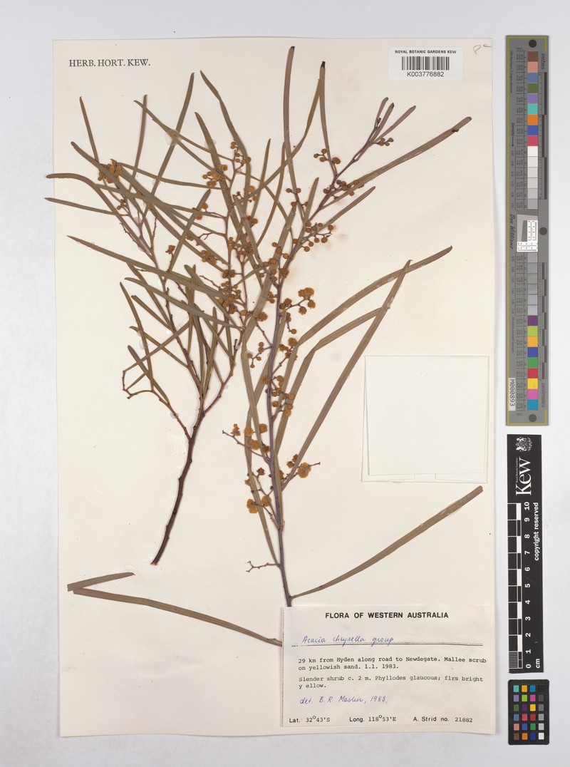 Acacia chrysella photo 2