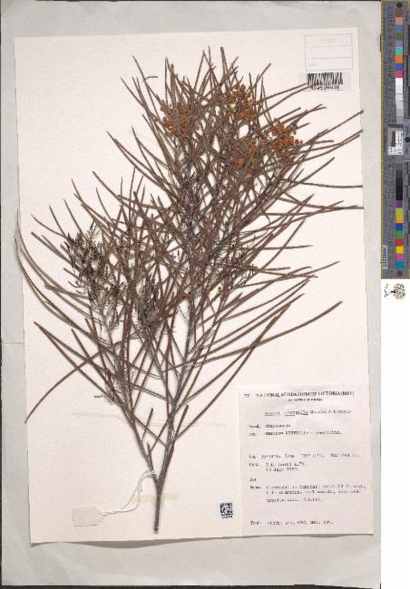 Acacia chrysella photo 3