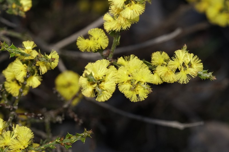 Acacia chrysocephala photo 2