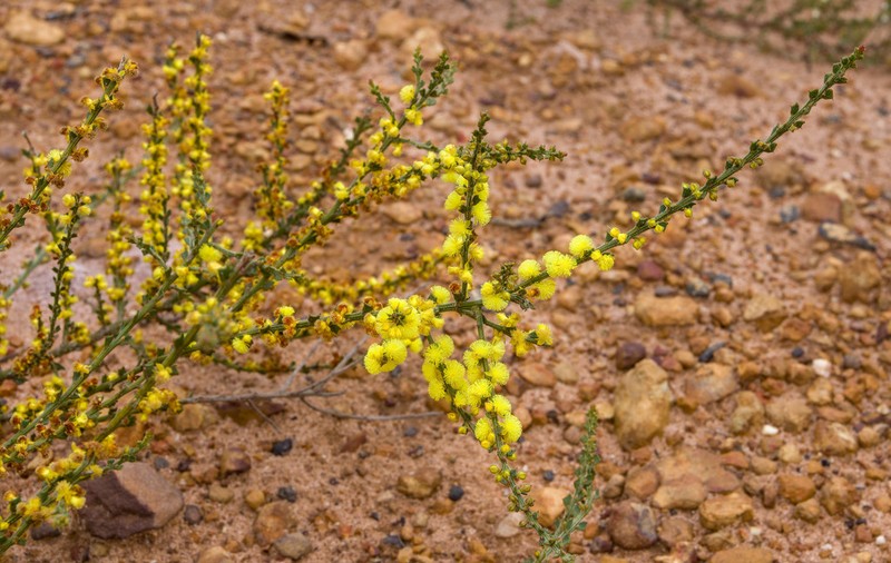 Acacia chrysocephala photo 3