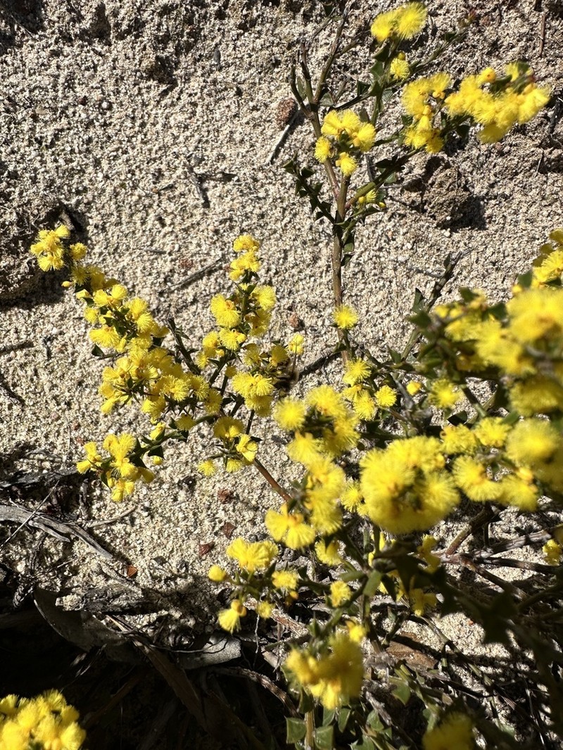 Acacia chrysocephala photo 4