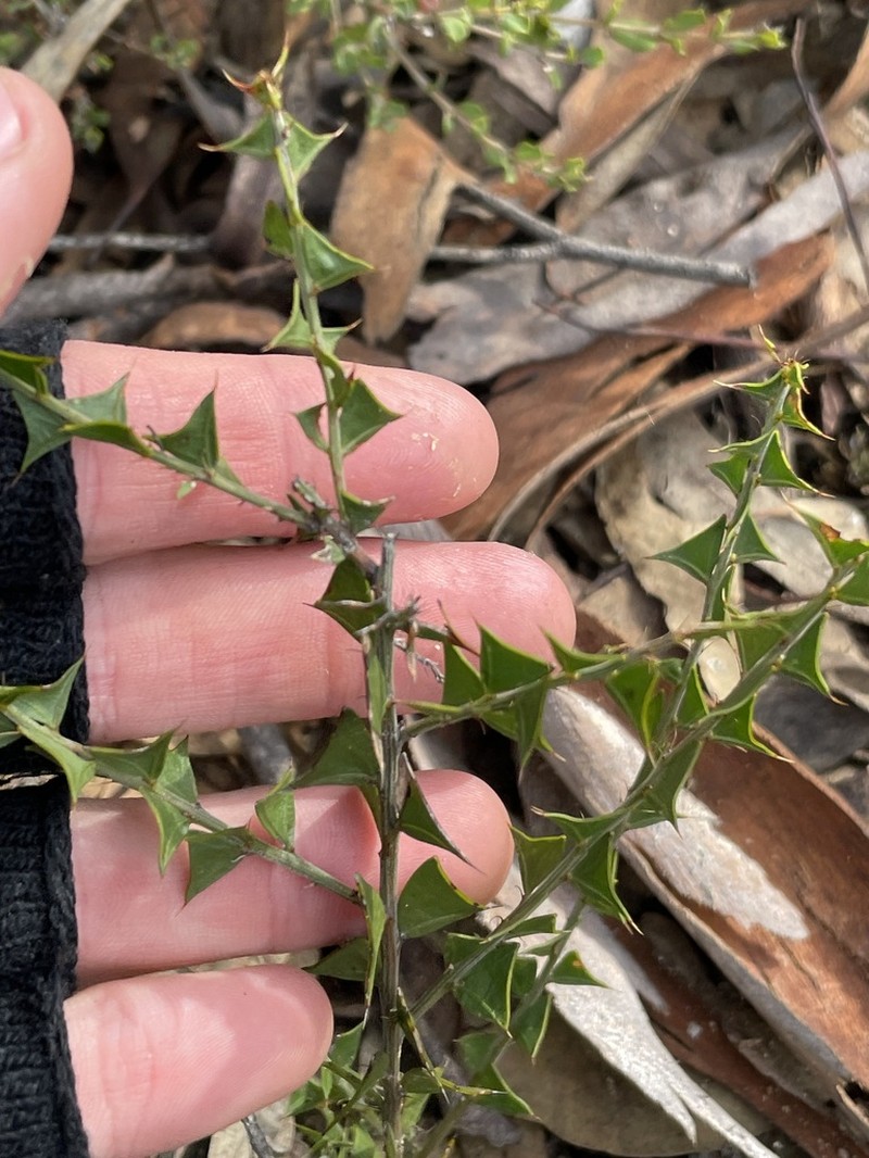 Acacia chrysocephala photo 5