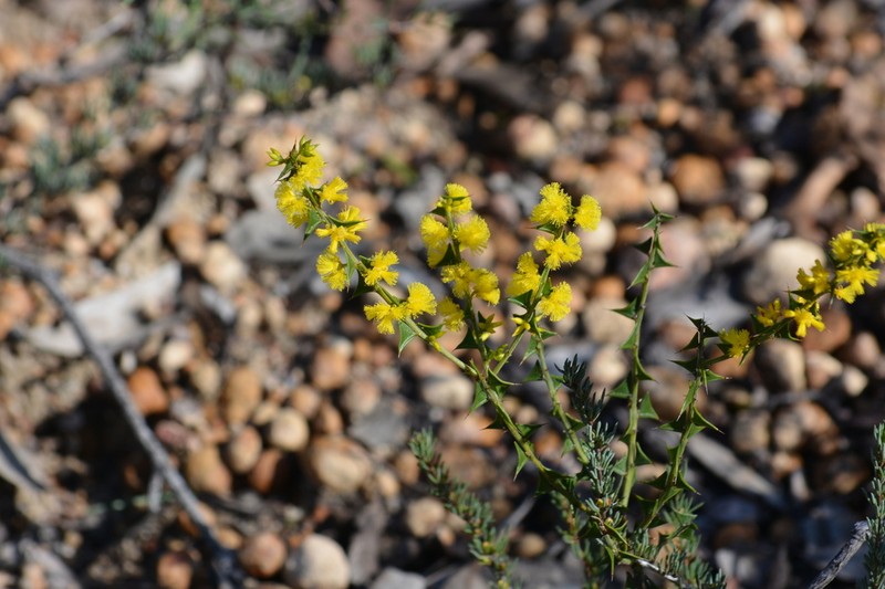 Acacia chrysocephala photo 6