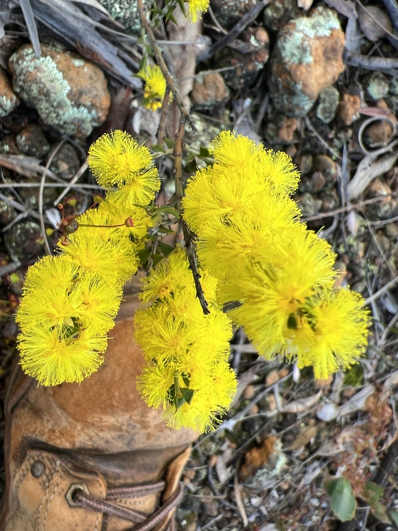 Acacia chrysocephala photo 7