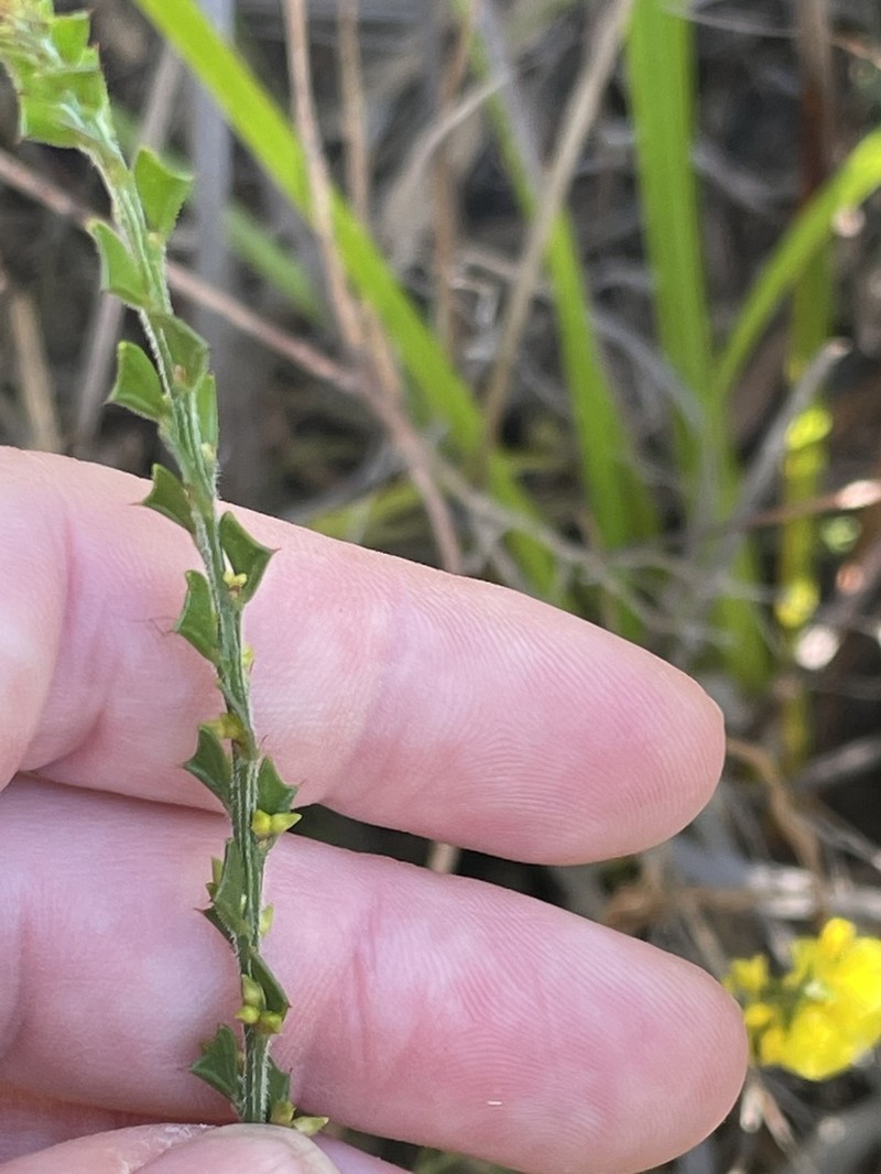 Acacia chrysocephala photo 8