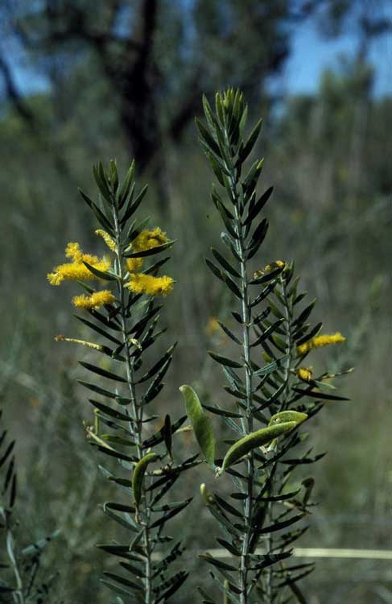 Acacia chrysochaeta
