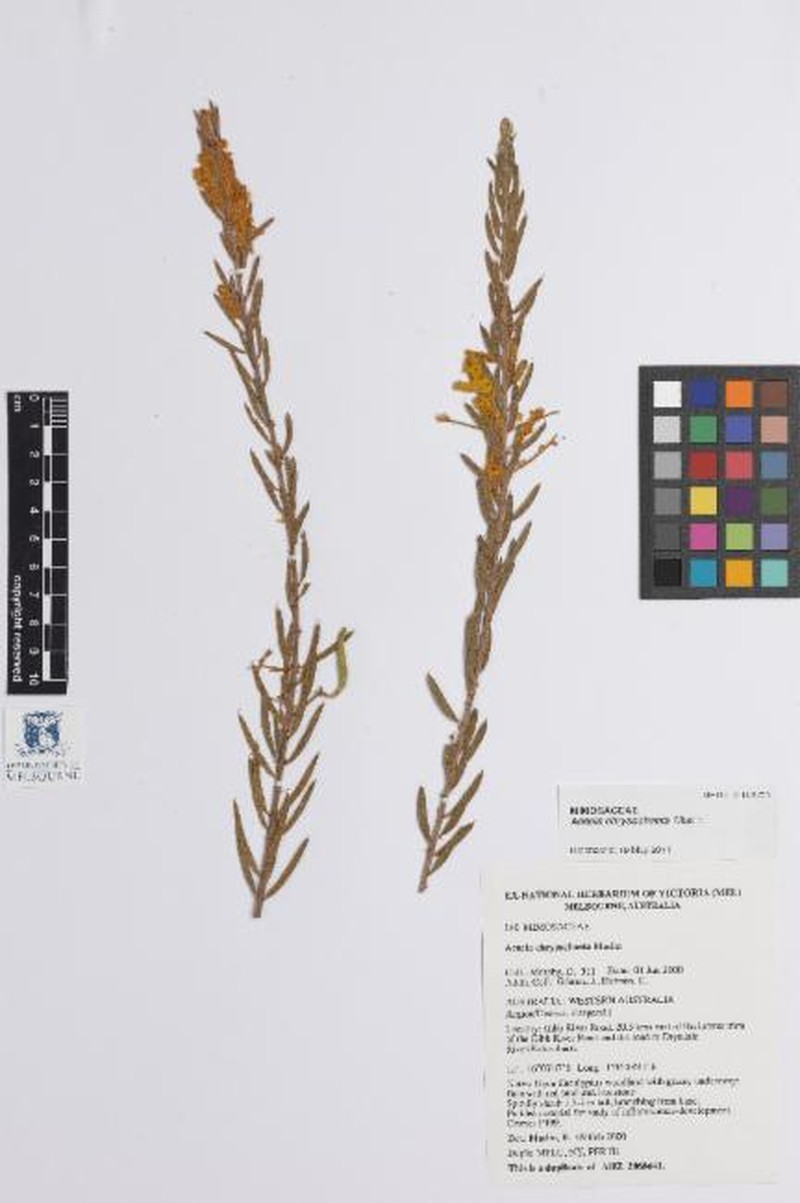 Acacia chrysochaeta photo 2