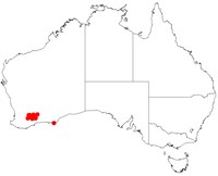 Acacia chrysopoda
