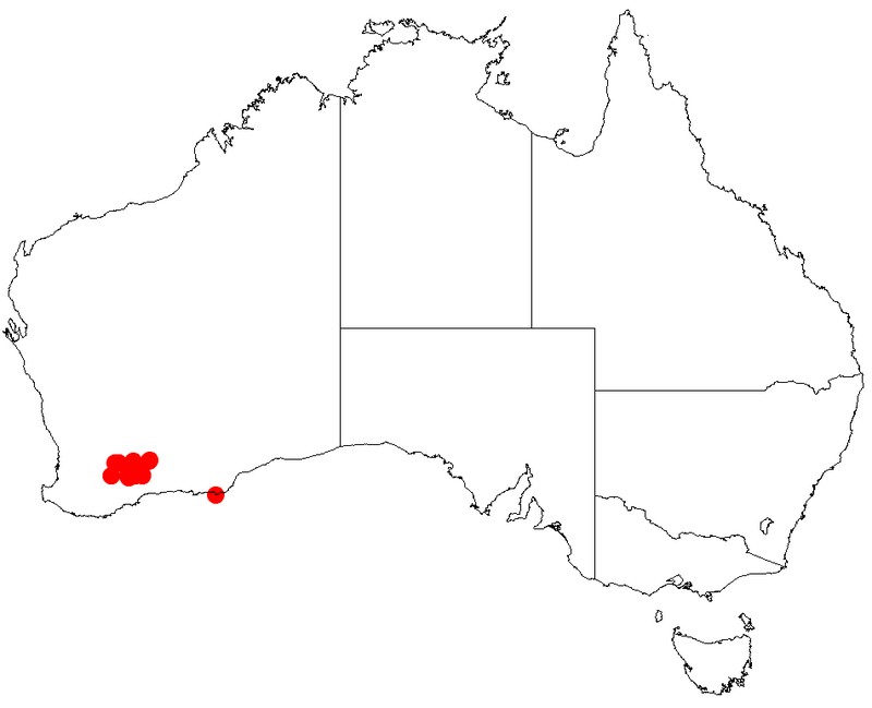 Acacia chrysopoda