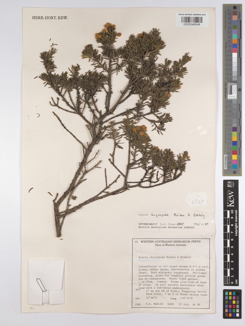 Acacia chrysopoda photo 2