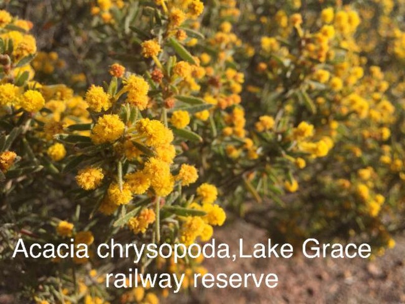 Acacia chrysopoda photo 3