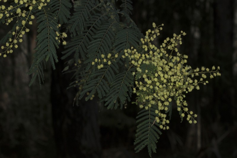 Acacia chrysotricha photo 2