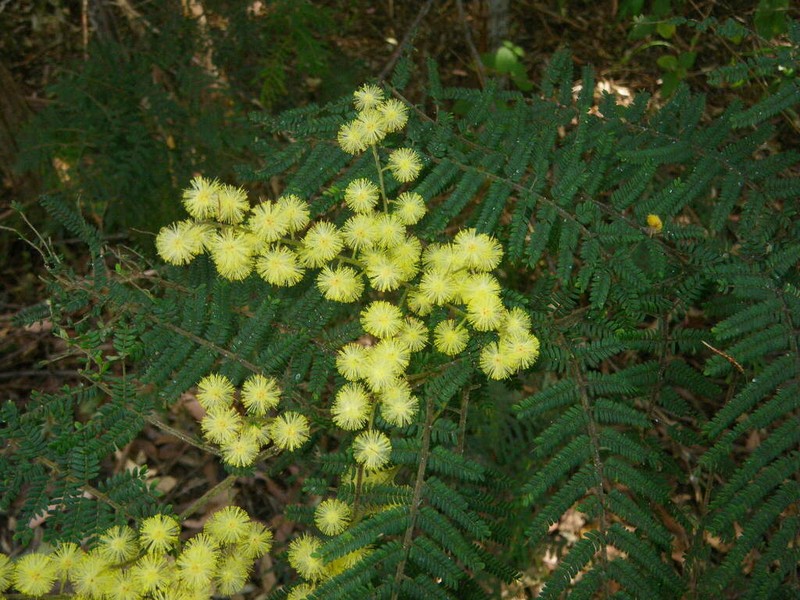 Acacia chrysotricha photo 3