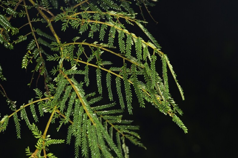 Acacia chrysotricha photo 4