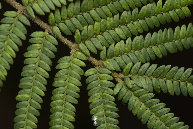 Acacia chrysotricha photo 5