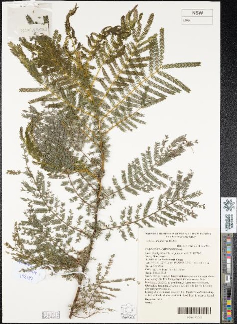 Acacia chrysotricha photo 7