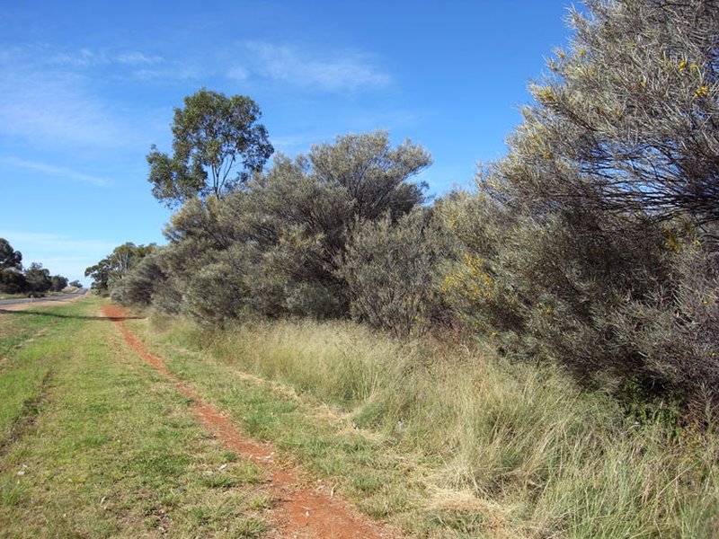 Turpentine Mulga photo 3