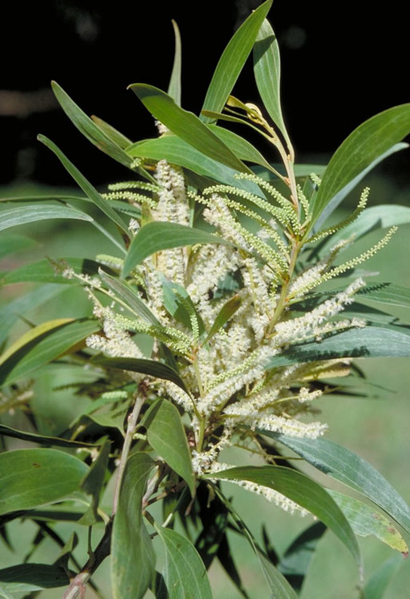 Acacia cincinnata