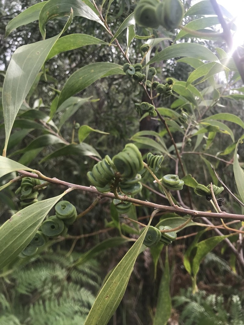 Acacia cincinnata photo 2