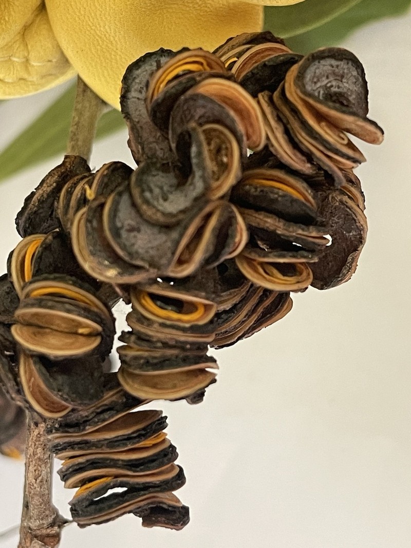 Acacia cincinnata photo 3
