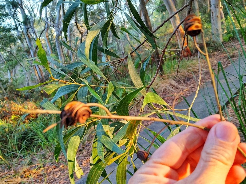 Acacia cincinnata photo 4